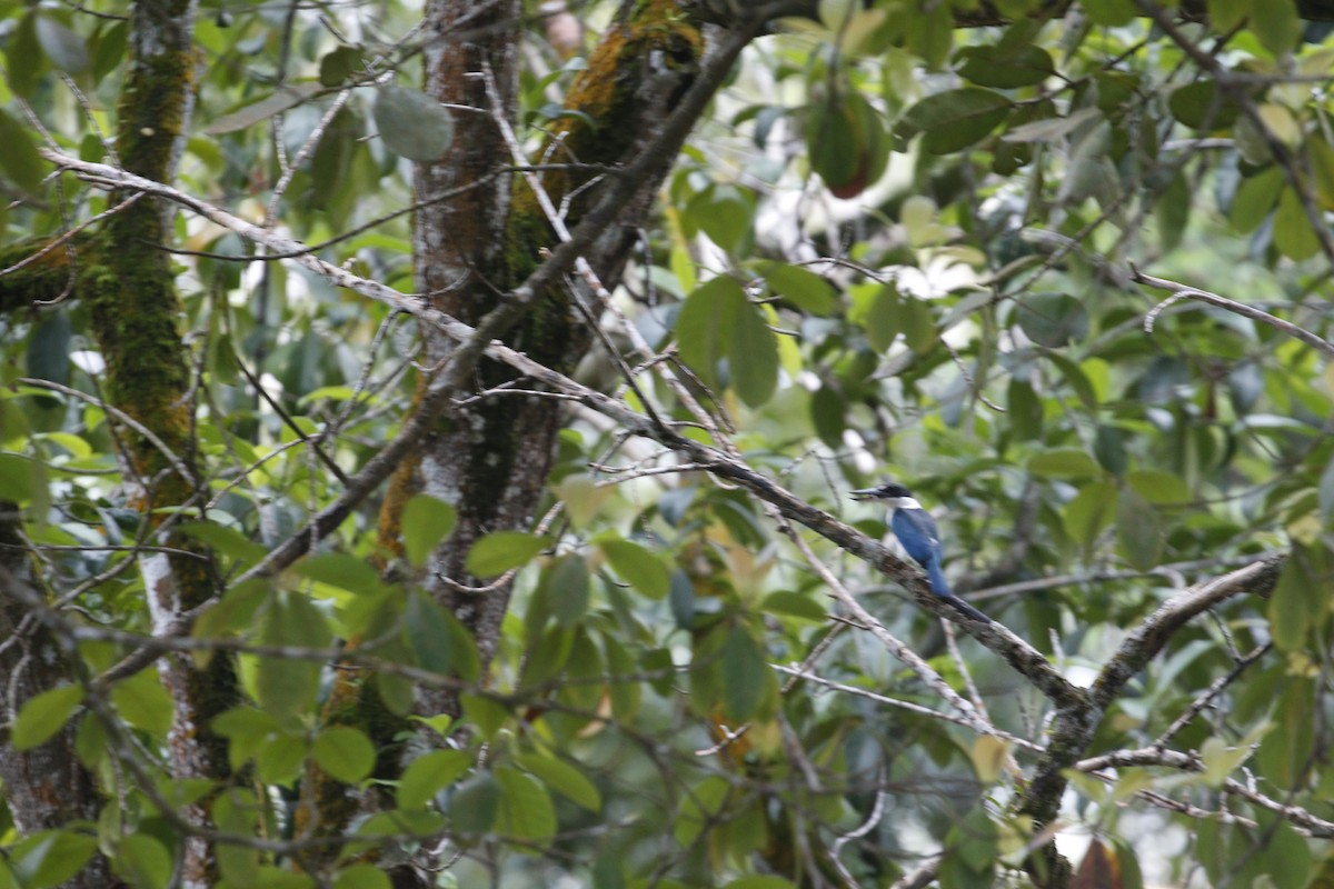 Collared Kingfisher (Collared) - ML616405406