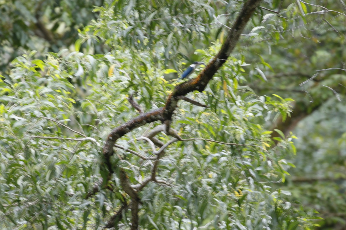 Collared Kingfisher (Collared) - mickey wu