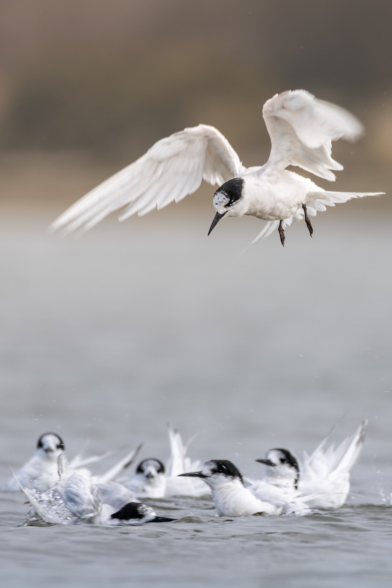White-fronted Tern - ML616405534