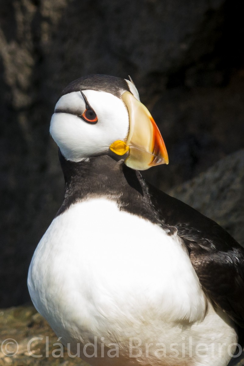 Horned Puffin - ML61640561