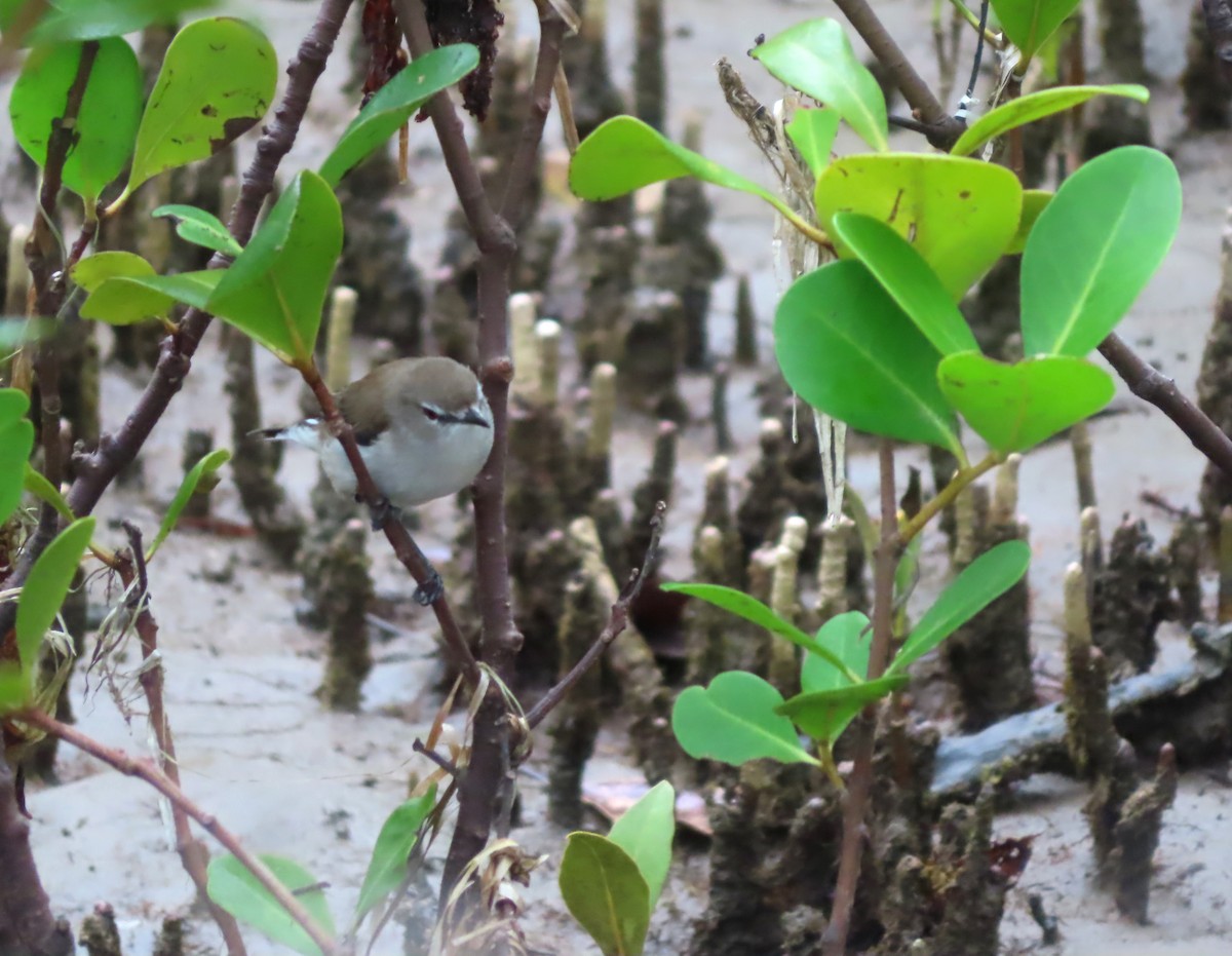 mangrovegerygone - ML616405741