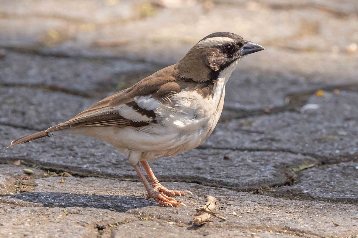 White-browed Sparrow-Weaver - ML616405754