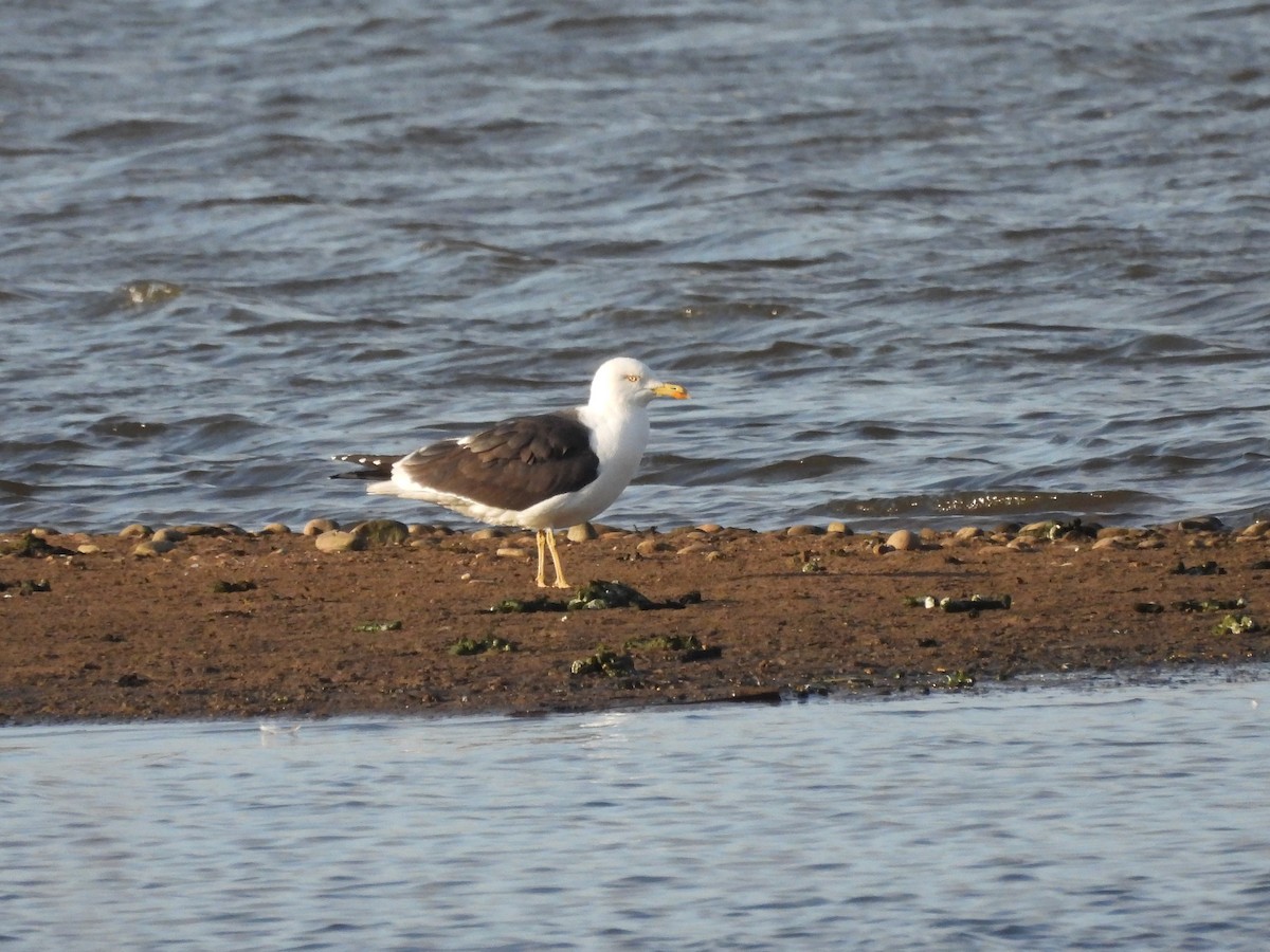 Lesser Black-backed Gull (graellsii) - ML616405917