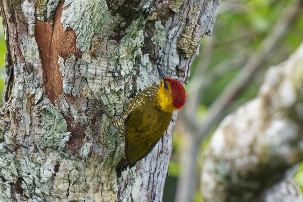 Yellow-throated Woodpecker - ML616405961