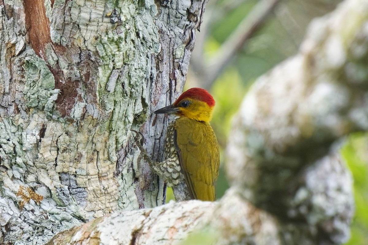 Yellow-throated Woodpecker - ML616405964