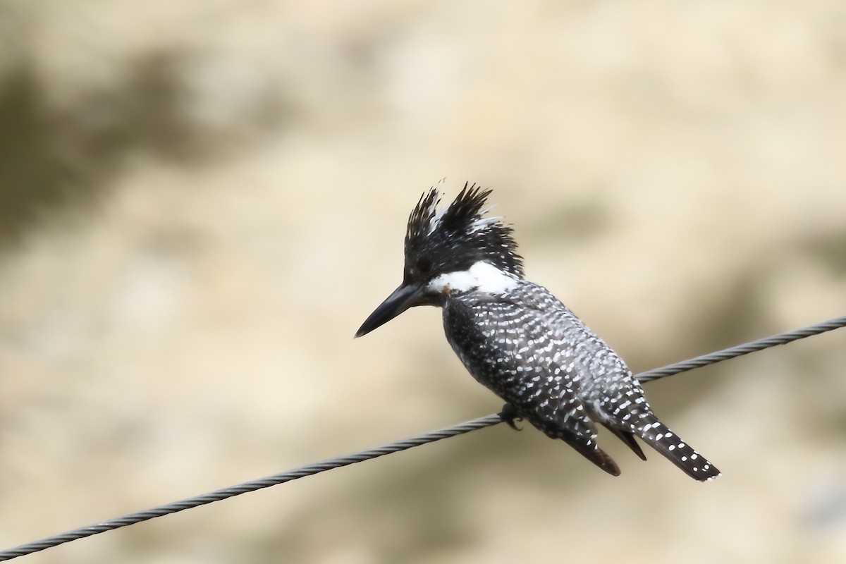 Crested Kingfisher - ML616406285