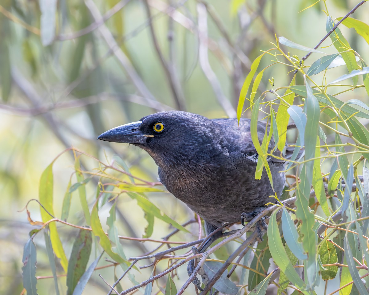 Pied Currawong - ML616406301