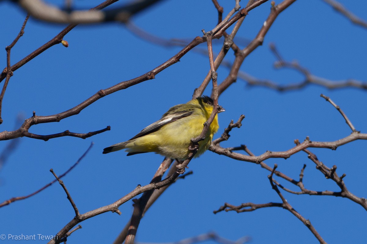 Lesser Goldfinch - Prashant Tewari