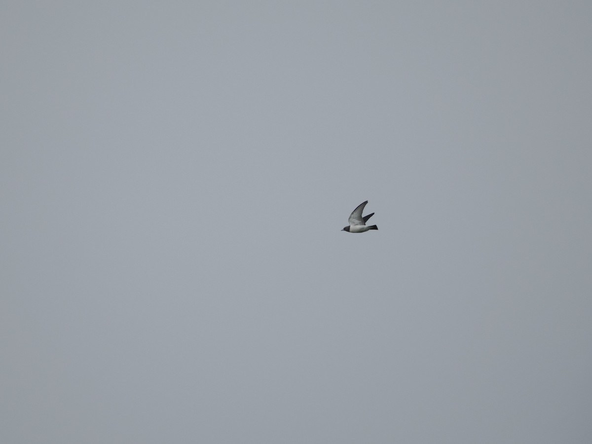 White-breasted Woodswallow - David Kaliss