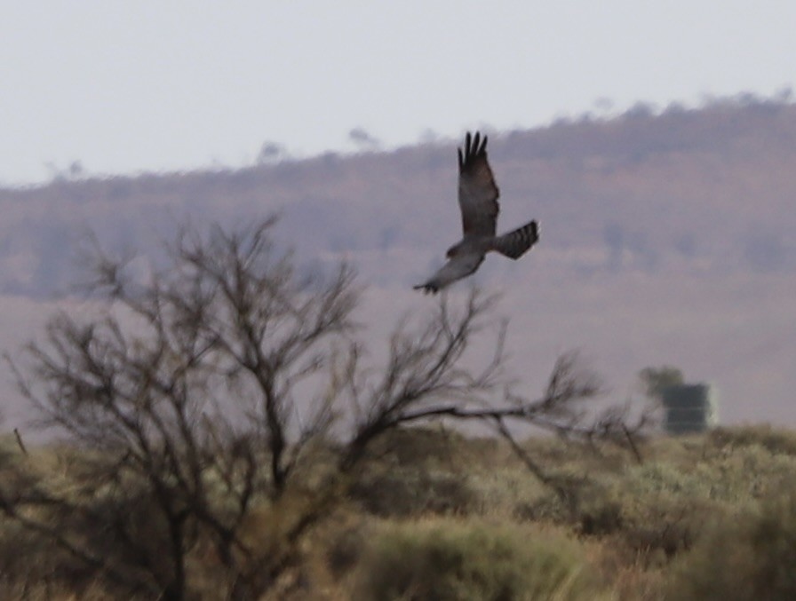 Spotted Harrier - ML616406708