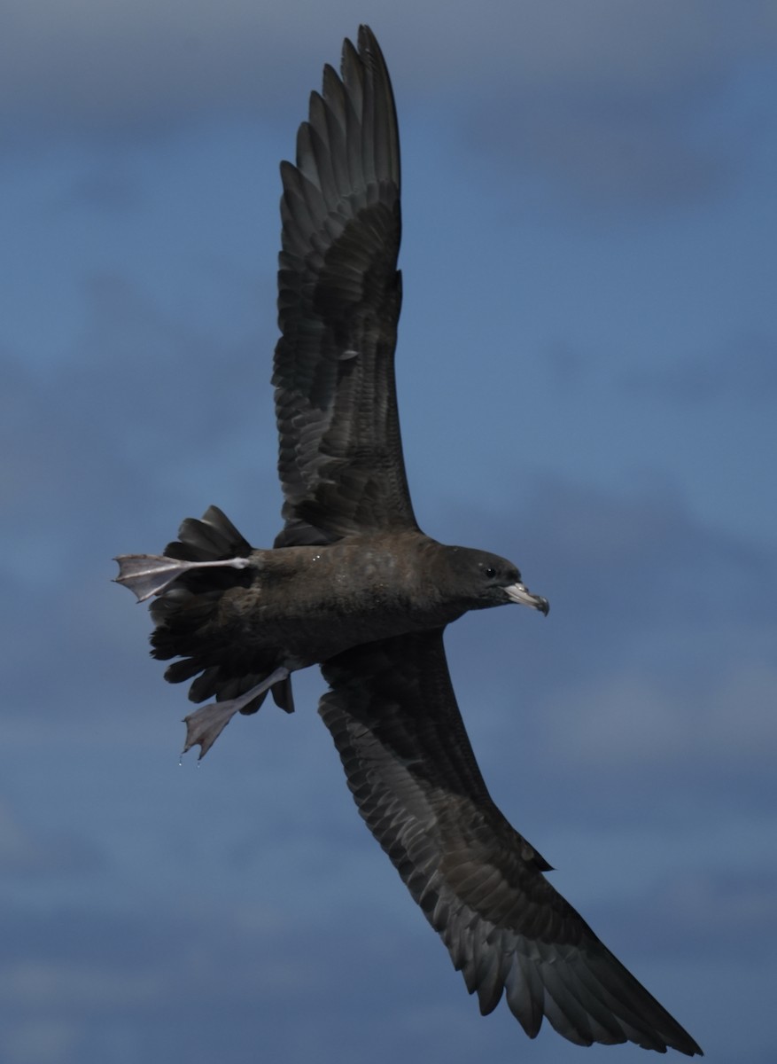 Flesh-footed Shearwater - ML616406732
