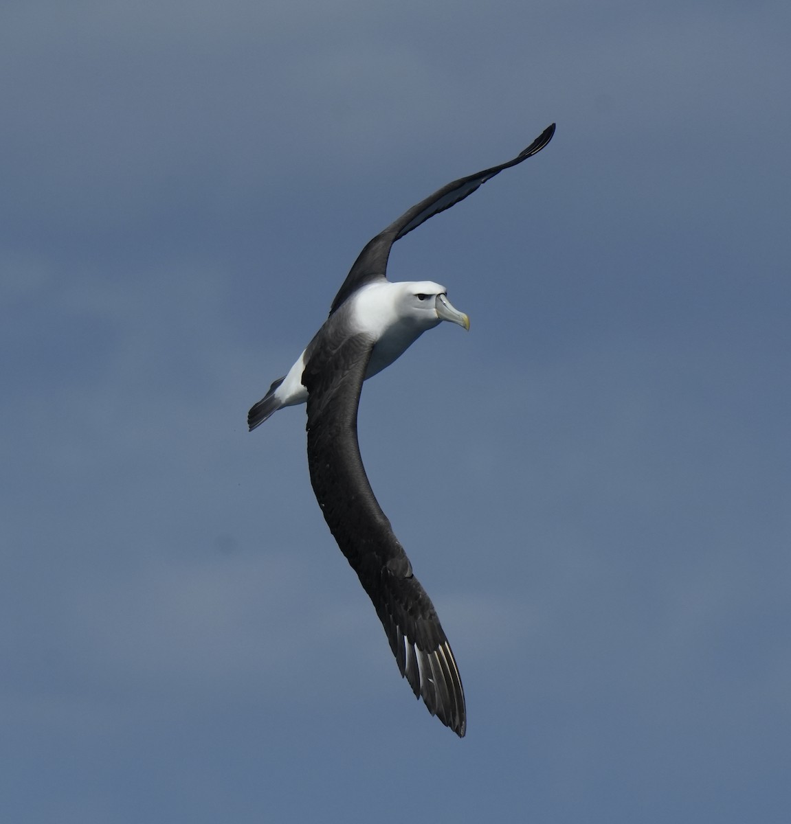 White-capped Albatross - ML616406775