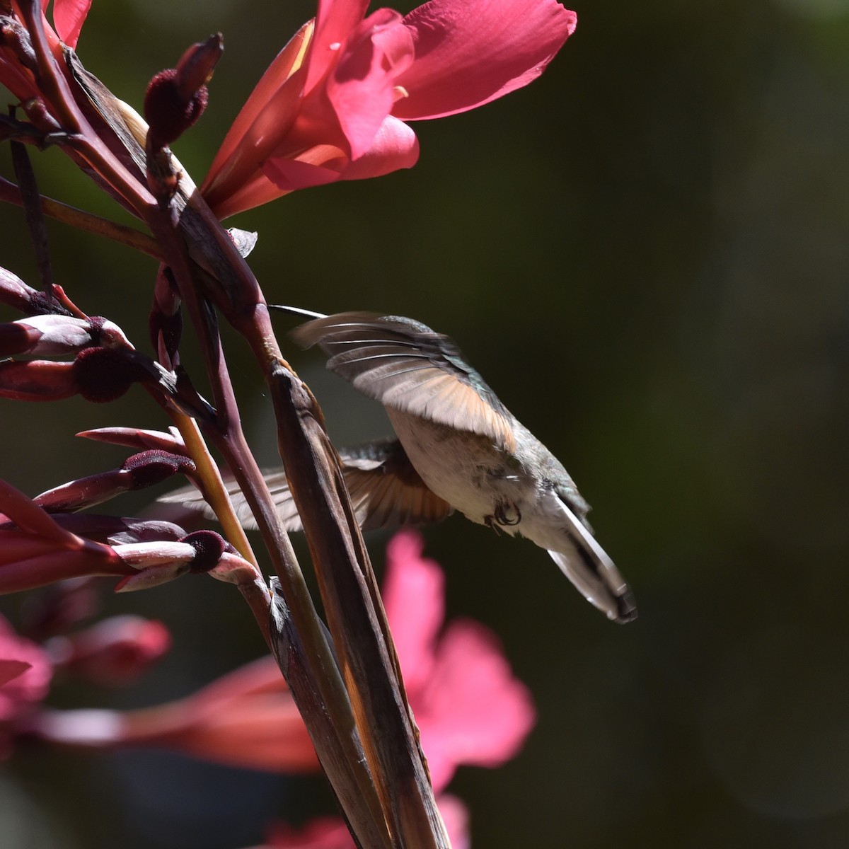 Stripe-tailed Hummingbird - ML616406793