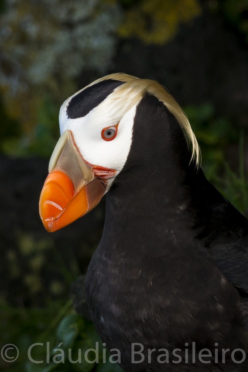 Tufted Puffin - ML61640681