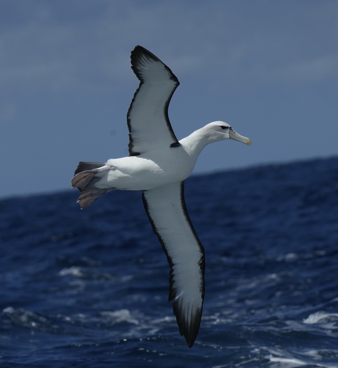 Белошапочный альбатрос - ML616406839