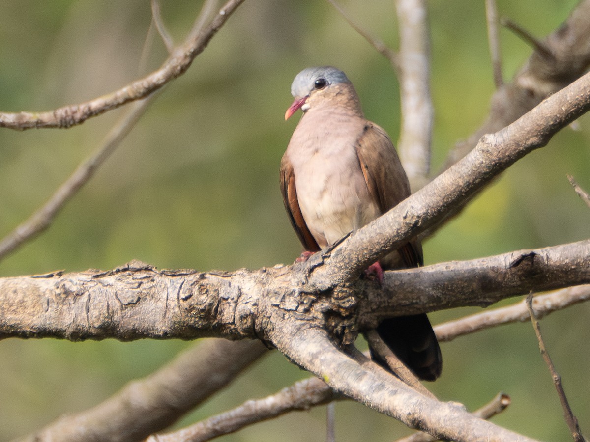 Blue-spotted Wood-Dove - ML616406913