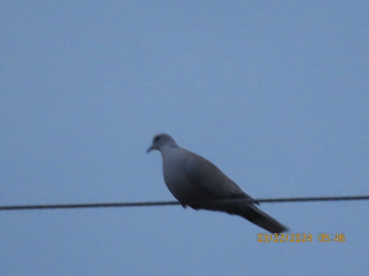 Eurasian Collared-Dove - ML616406930
