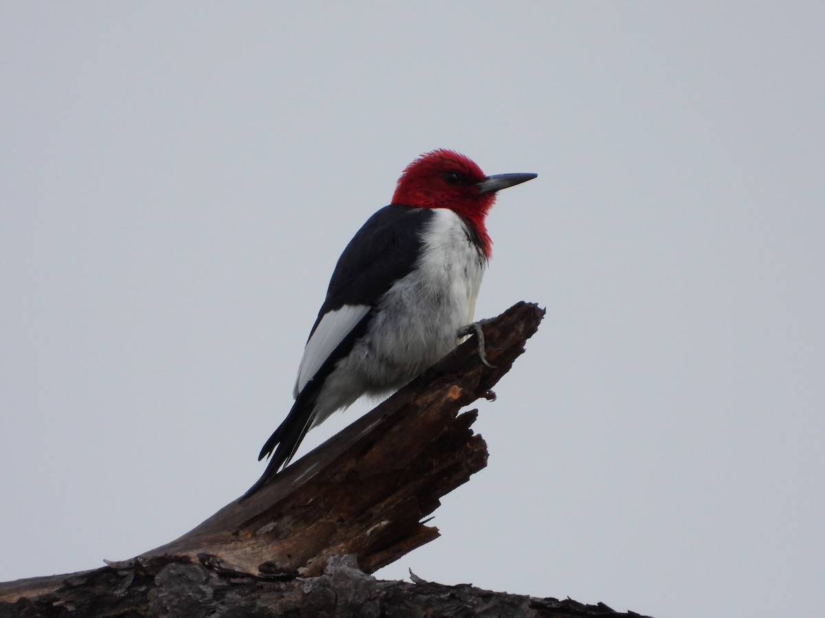 Red-headed Woodpecker - ML616406979