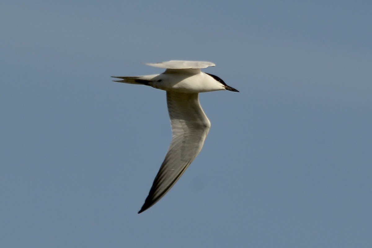 Gull-billed Tern - ML616407000