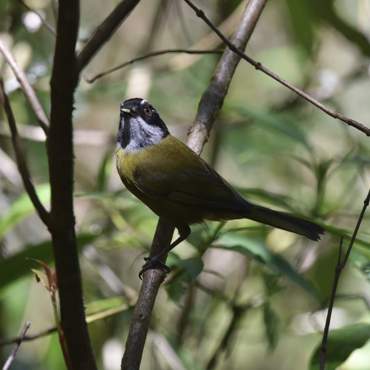 Sooty-capped Chlorospingus - Hans Holbrook