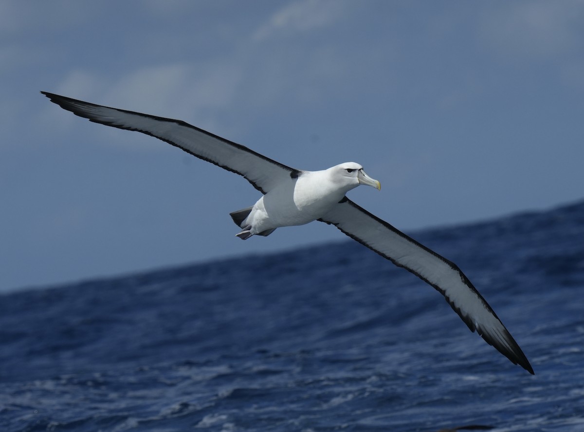 White-capped Albatross - ML616407262