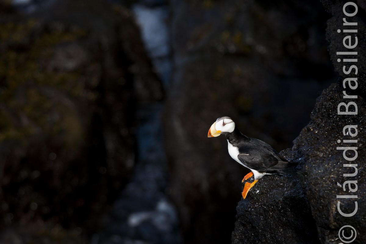 Horned Puffin - ML61640731