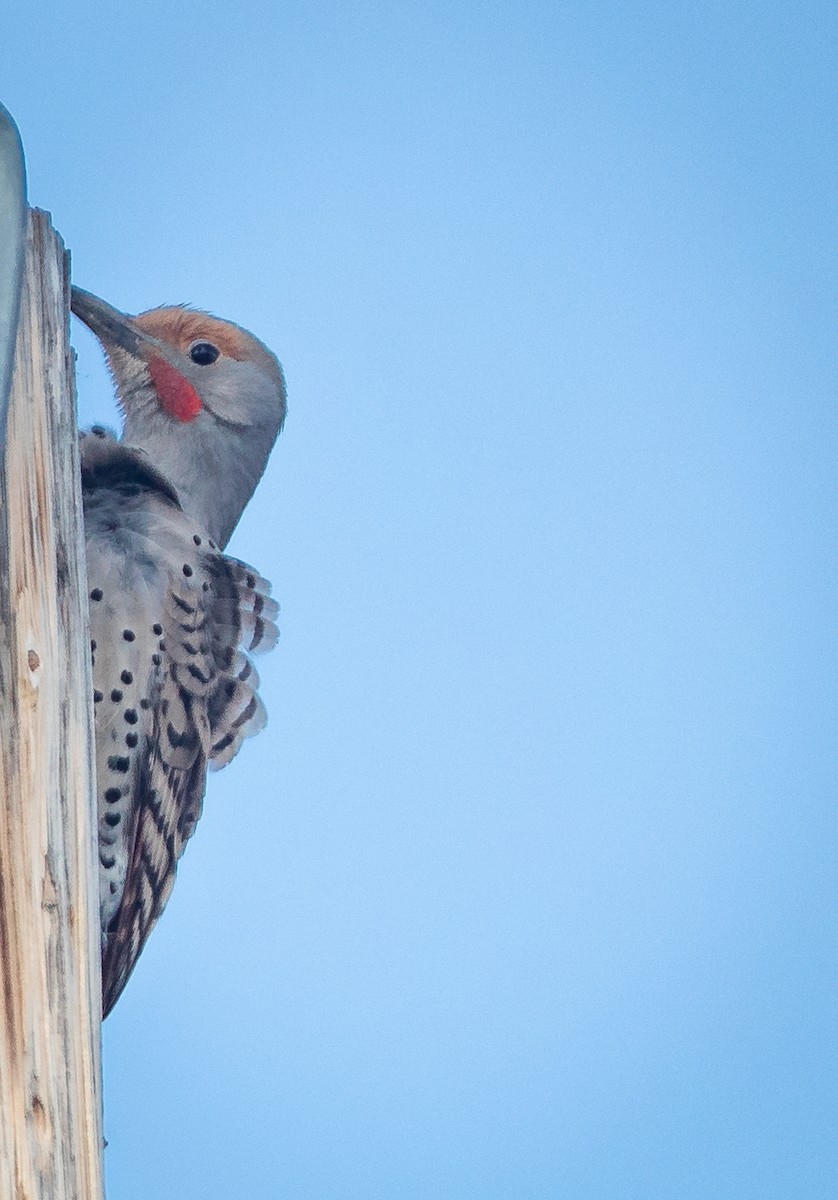 Northern Flicker (Red-shafted) - ML616407332