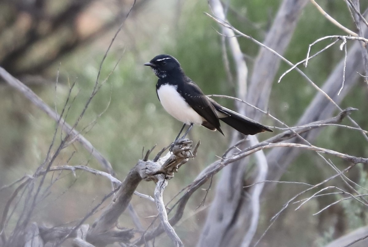 Willie-wagtail - ML616407534
