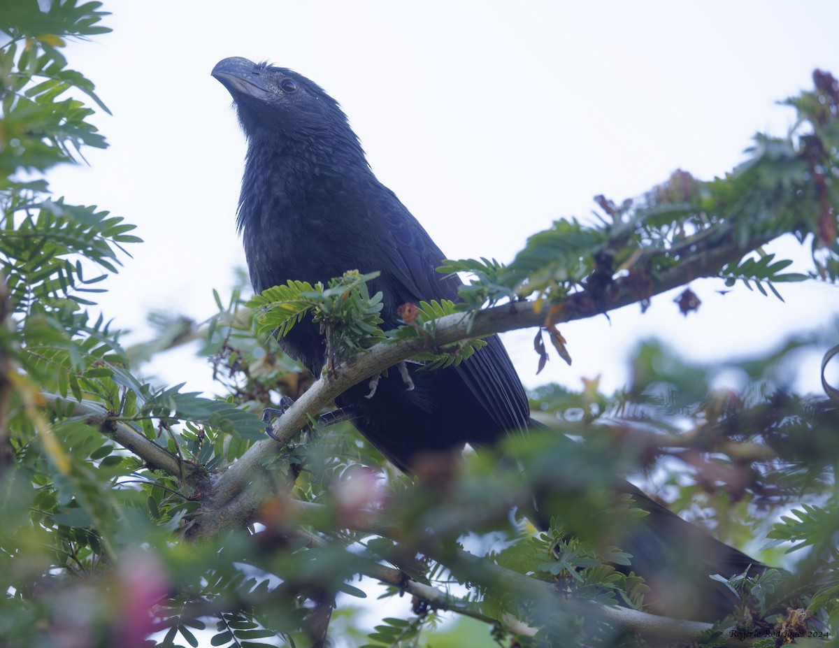Groove-billed Ani - Rogério Rodrigues