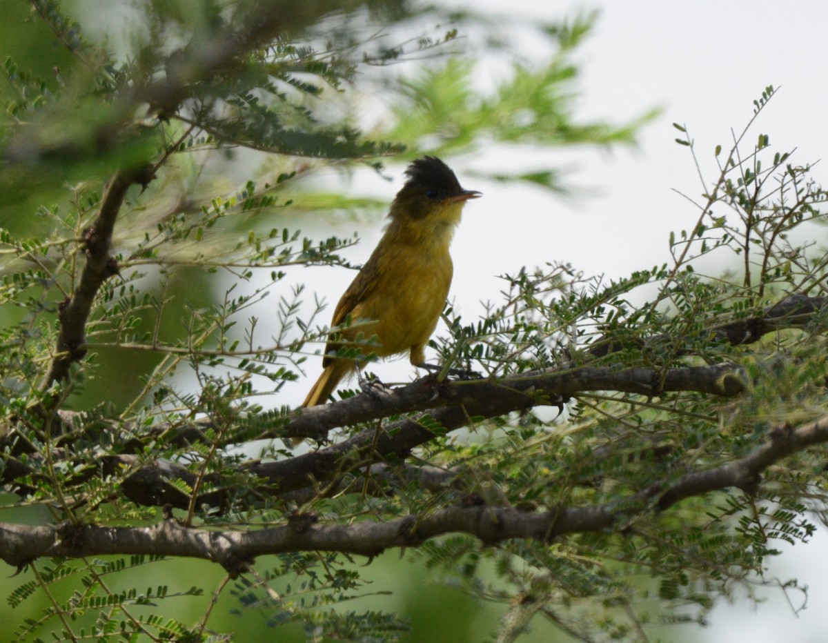 African Yellow-Warbler - Bertina K