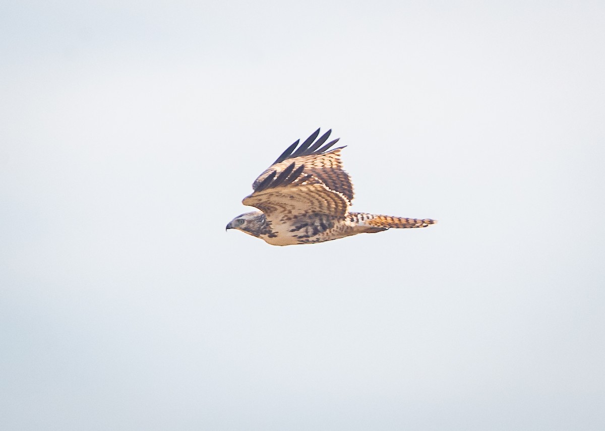 Red-tailed Hawk - ML616407658