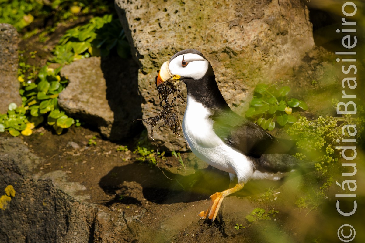 Horned Puffin - ML61640771