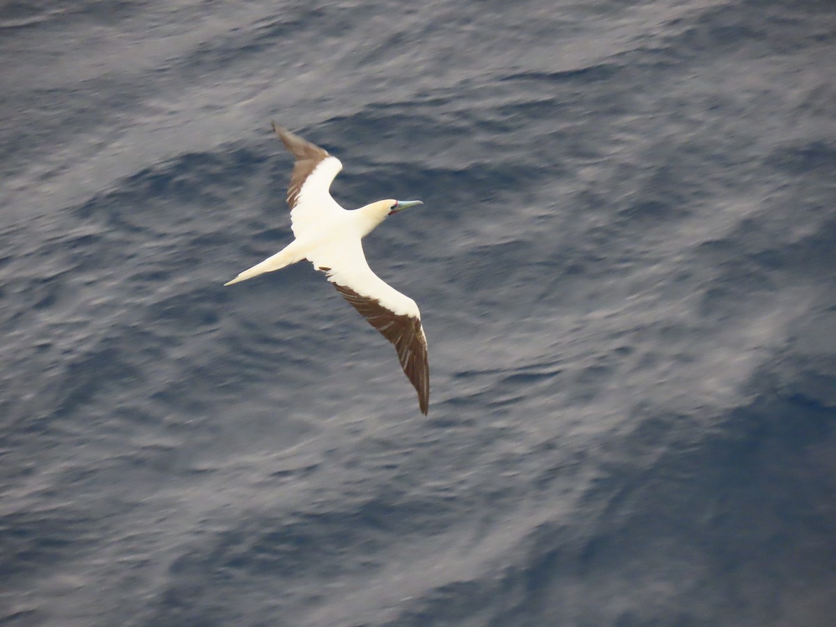 Red-footed Booby - ML616407784