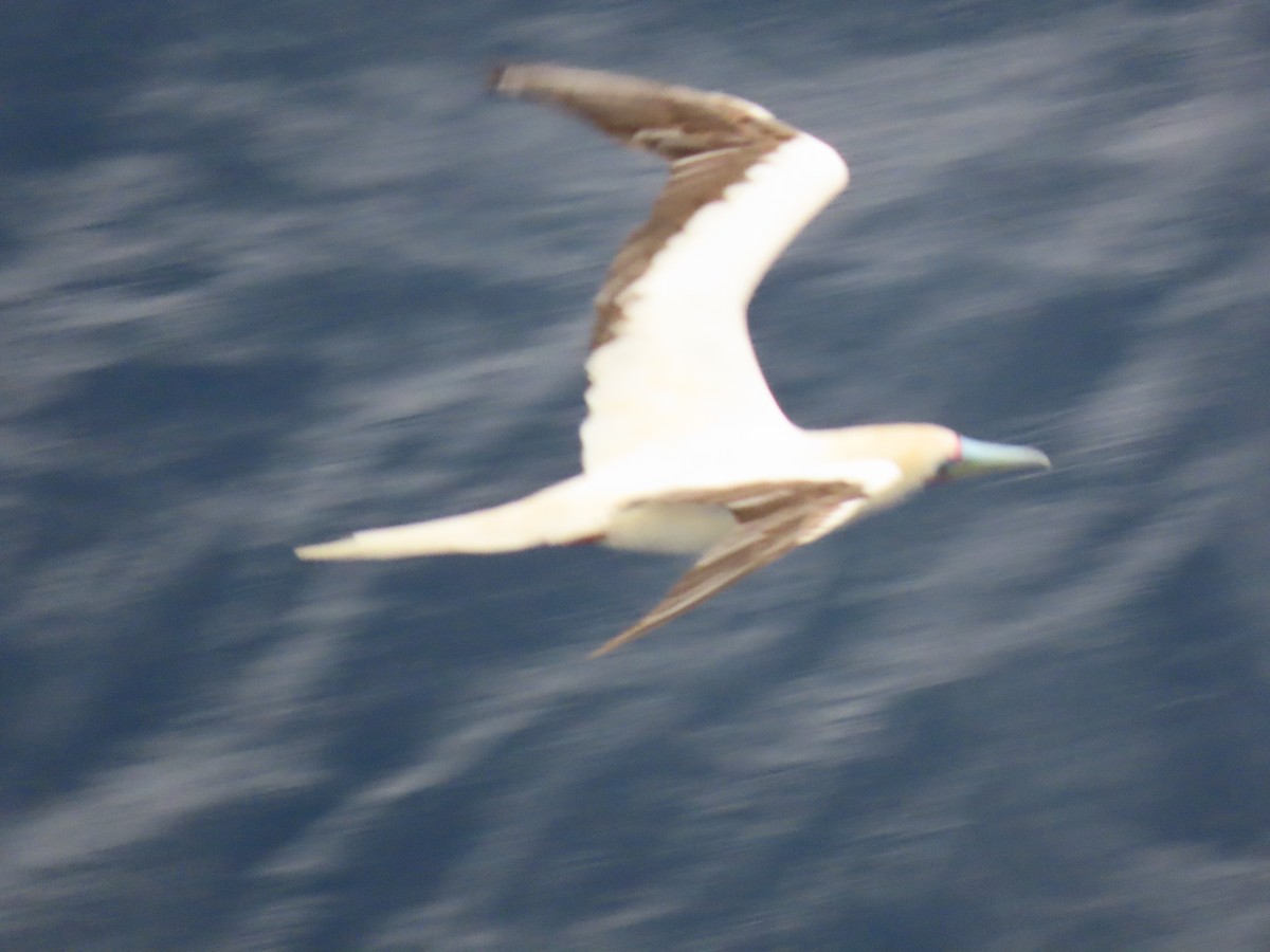 Red-footed Booby - ML616407785