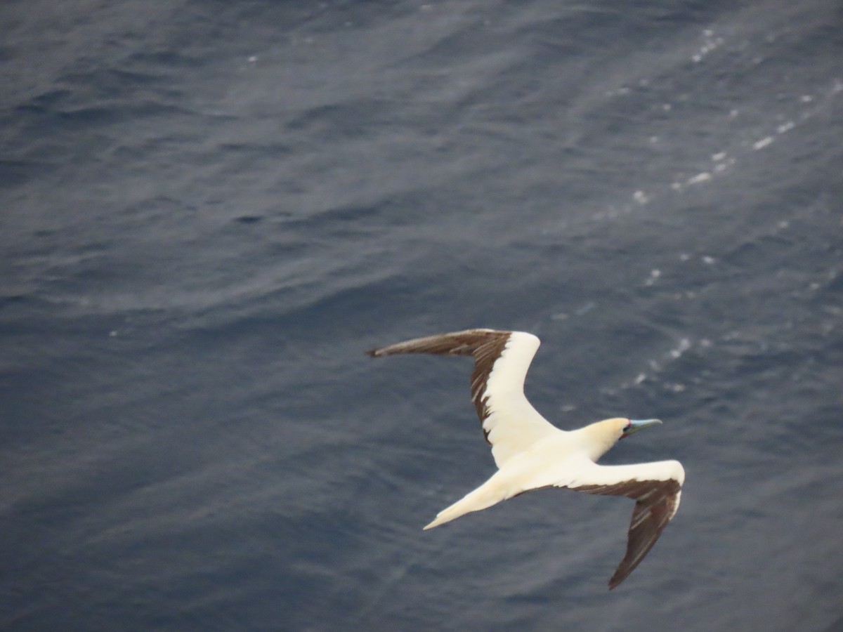 Red-footed Booby - ML616407786