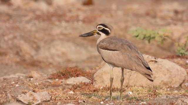 Great Thick-knee - ML616407787