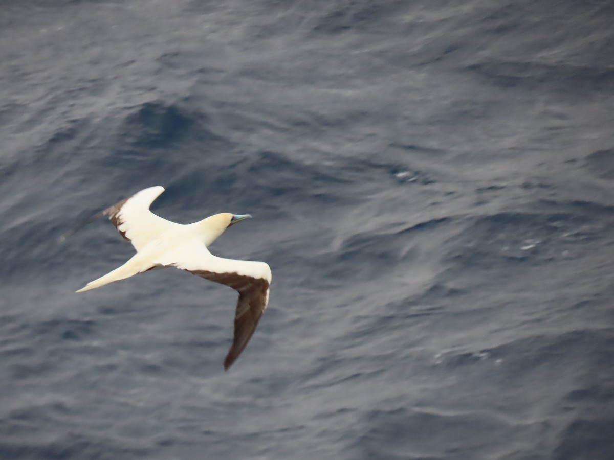 Red-footed Booby - ML616407789