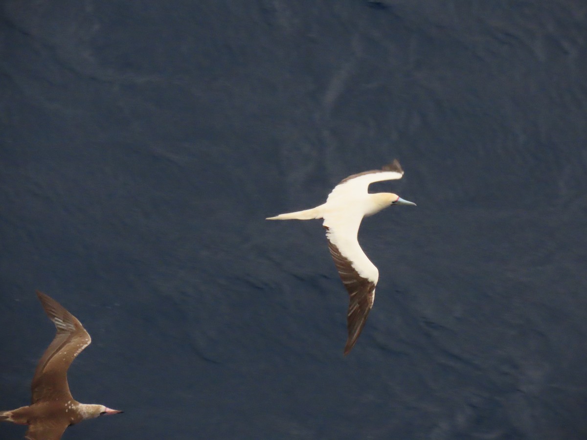 Red-footed Booby - ML616407790