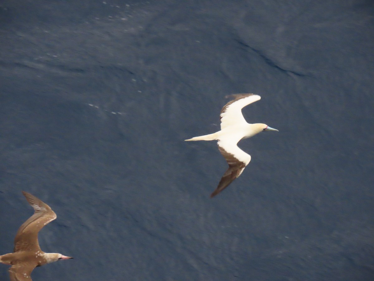 Red-footed Booby - ML616407794