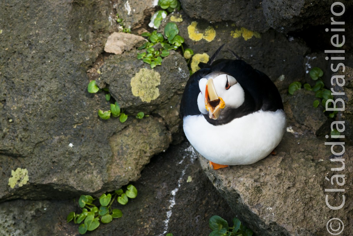 Horned Puffin - ML61640781
