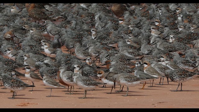 Great Knot - ML616407812