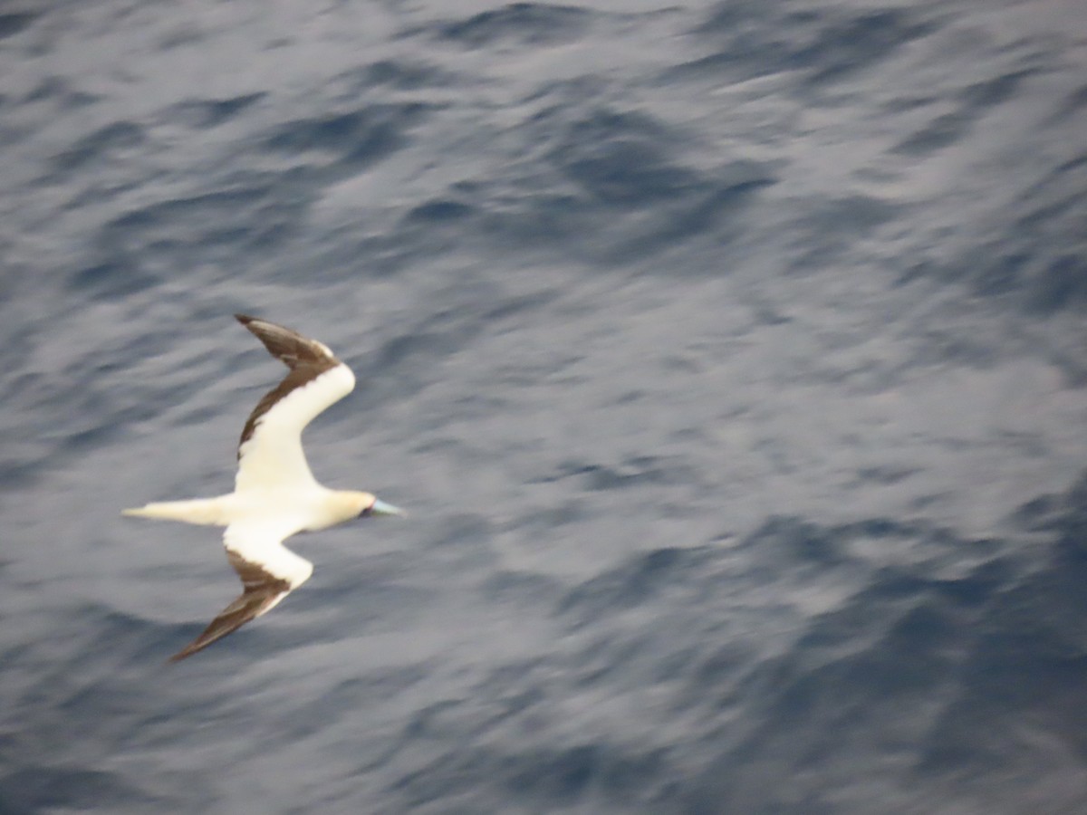 Red-footed Booby - ML616407900