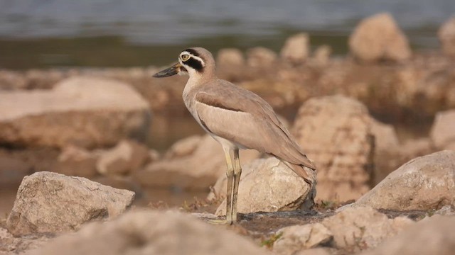 Great Thick-knee - ML616407904