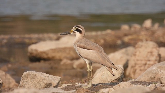 Great Thick-knee - ML616407954