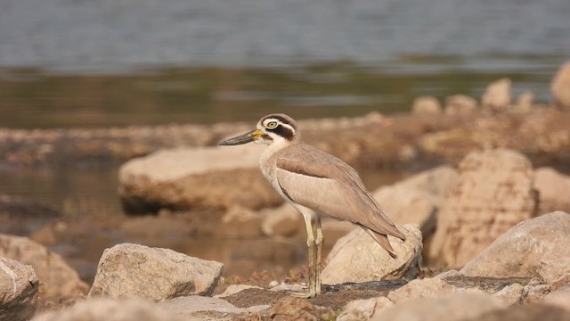 Great Thick-knee - ML616408004