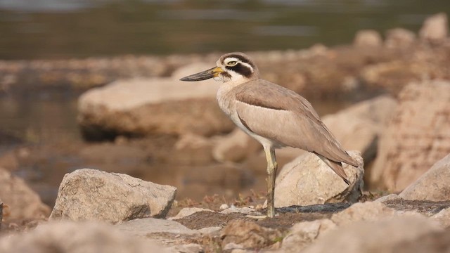 Great Thick-knee - ML616408087