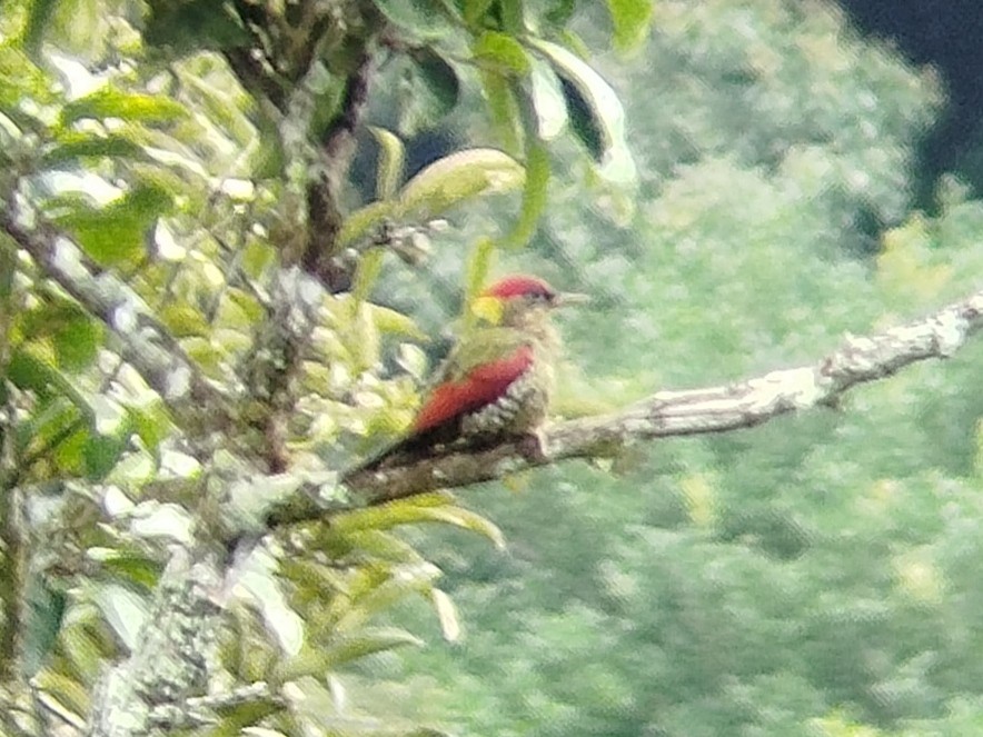 Crimson-winged Woodpecker - Lars Mannzen