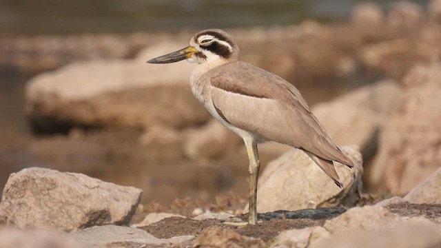 Great Thick-knee - ML616408127