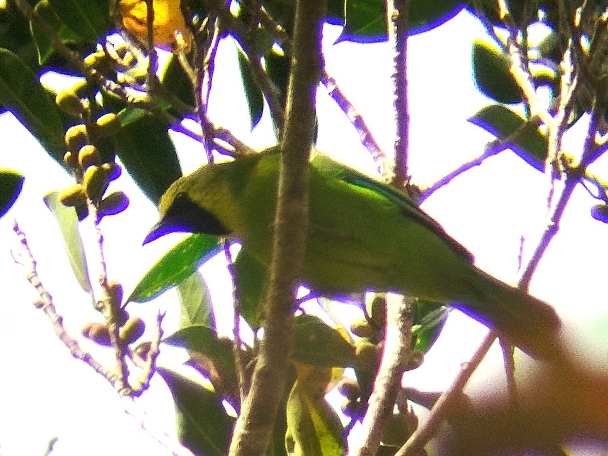 Borneoblattvogel - ML616408150