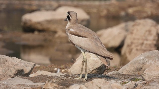 Great Thick-knee - ML616408193